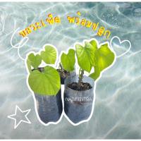 ราคา ต้นบอระเพ็ด บอระเพ็ดพร้อมปลูก (23360477076)