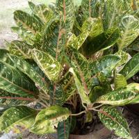 ราคา แก้วกาญจนาหรือเขียวหมื่นปี (4191784192)