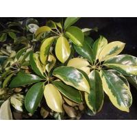 ราคา ต้นหนวดปลาหมึกใบด่าง (12081260631)