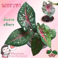 ราคา บอนสีนกกระทา บอนสี นกกระทา ต้นใหญ่แข็งแรง ส่งทั้งกระถาง (11764517983)