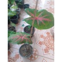 ราคา บอนสีพังงาเงาะถอดรูปมีหัวพร้อมส่ง (12930780145)