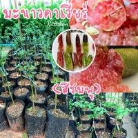 ราคา มะนาวคาเวียร์หรือมะนาวนิ้วมือ(สีชมพู) กลิ่นหอมรสเปรี้ยว(รับประกันสินค้าชำรุดเสียหาย) (15980179043)