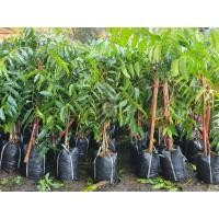 ราคา ต้นสะเดาทวาย ต้นสะเดามัน ต้นสะเดาดำ สะเดาทวาย สะเดามัน สะเดาดำ กิ่งทาบพร้อมปลูก 10แถม1 (8205781390)