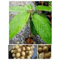 ราคา ต้นละไมหวาน ลูกใหญ่ เนื้อหวานฉ่ำอร่อย สูง 40-60 ซ.ม แบบเสียบยอด (5460636966)