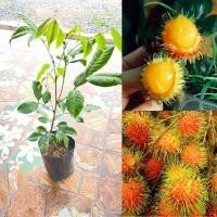 ราคา เงาะสีทอง ต้นเตี้ย ผลใหญ่กว่าเงาะพันธุ์อื่นๆ ผลดก เนื้อในสีทอง ทรงพุ่มสวย ต้นติดตา ชุดละ 2 ต้น (21520202589)