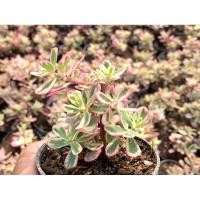 ราคา คุณนายตื่นสายด่างชมพู หรือ คุณนายไฮโซ 1 ชุด 2 กระถาง คุณนายรับทรัพย์ คุณนายรับเงิน รากเดินดีแพ็คอย่างดี กระถาง 3 นิ้ว (21575866664)