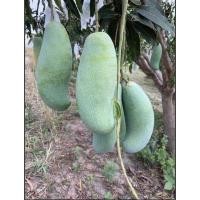 ราคา มะม่วงมันขุนศรี มะม่วงน้ำดอกไม้มัน เก็บสด ๆ จากสวนจ้าา (5182729158)