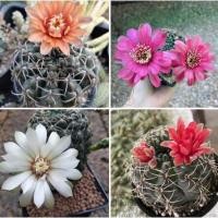 ราคา พร้อมส่งบัลเดียนั่มขนาดใหญ่15cm.ติดตุ่มดอก(ลุ้นสีส้ม,แดง,เขียว,เหลือง,ชมพู) (19834336979)