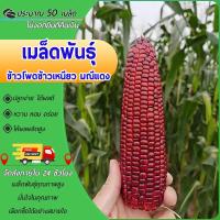 ราคา 50 เมล็ด เมล็ด เมล็ดข้าวโพด เมล็ดพันธุ์ข้าวโพด เมล็ดข้าวโพดสีม่วง ข้าวโพดศรแดง (27892289143)