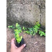 ราคา ต้นตีนตุ๊กแก ไม้เลื้อยผนัง ชอบแดด 1ถุงดำ (13621798842)