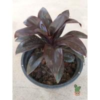 ราคา ต้นเทียนมหาลาภ ไม้มงคล (14300971636)