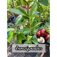 ราคา ต้นชมพู่มะเหมี่ยว ผลไม้โบราณ (21971145994)