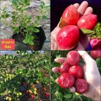 ราคา (2ต้น) ต้น มะม่วงหาวมะนาวโห่ญี่ปุ่น มะม่วงหาวมะนาวโห่ ญี่ปุ่น / happy (19075931612)