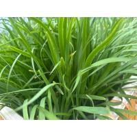 ราคา ผักกุยช่าย ใบกุยช่ายตัดสด 1 กิโลกรัม (40451538102)