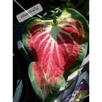 ราคา บอนสีม้าเฉียว ขายต้นลูก ตับสามก๊ก บอนโบราณ บอนเก่า น่าสะสม กระถาง 4 นิ้ว (11157042782)