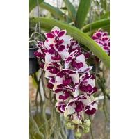 ราคา กล้วยไม้นิ้วช้างการ์ตูน (มีน้อย) ดอกหอมมากๆ (19188790140)