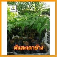 ราคา ต้นสะเดา​ช้าง​ สะเดา​เทียม​ สูง​10-15​ซม. (22528569135)