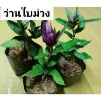 ราคา ว่านท้องใบม่วง ว่านใบม่วง แปะตำปึงม่วง ว่านมหากาฬ พร้อมปลูกในถุงดำ 5.5 นิ้ว (29984384444)