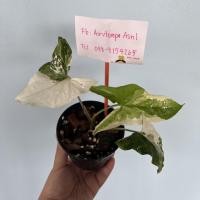 ราคา เงินไหลมาด่างขาว #เงินไหลมาด่างขาว (4593242953)