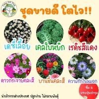 ราคา กางเกงชั้นใน ผูก เสื้อ ผู้ชาย กระโปรง กางเกงขาสั้น เสื้อผ้าเด็ก เด็ก ดอกไม้ เมล็ด❀✺♠เมล็ดพันธุ์ ชุดดอกไม้สวย ปลูกง่าย ท (18474047329)