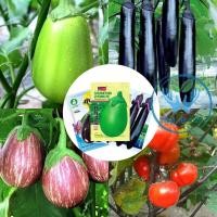 ราคา เมล็ดพันธุ์ ( Eggplan Seed ) มะเขือ มะเขือยักษ์ มะเขือยาว มะเขือแดงแอฟริกา (12799603832)