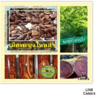 ราคา เมล็ดพันธุ์พยูงไหหลำ เม็ดพันธุ์ต้นพะยูงไหหลำ เมล็ดพันธุ์ต้นไม้เศรษฐกิจ ชุดล่ะ 50 เม็ด (20238552792)