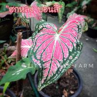 ราคา บอนสี ฮกหลง ต้นบอนสี (15914757895)