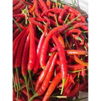 ราคา พริกจินดาสด เก็บสดส่งวันต่อวัน ผลใหญ่เผ็ด 0.5 กิโลกรัม สินค้าเสียหายยินดีเคลมฟรี food (44009096498)