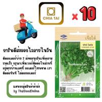 ราคา CTF1 x 10 เมล็ดผักซองเจียไต๋ ผักชี โลตัส สินค้ายกแพ็ค (41172935944)