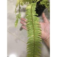 ราคา เฟิร์นบอสตันด่าง กระถางแขวน 8 นิ้ว (7951368878)