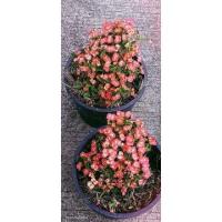 ราคา โป๊ยเซียนแคระ "เพชรตาแมว" (14896028671)