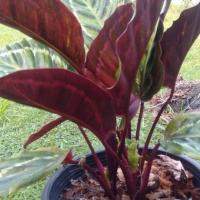 ราคา คล้านกยูงเขียว ค้าขายร่ำรวย ไม้มงคล ไม้ฟอกอากาศ สิริมงคล ใบจะบานรับแสงยามเช้า หุบชี้ฟ้าตอนเย็น (15309946805)