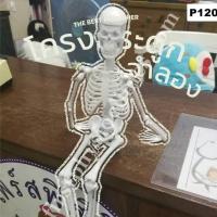 ราคา โครงกระดูกจำลอง หุ่นจำลองโครงกระดูก (42562269583)