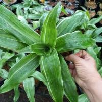 ราคา ต้นวาสนาหาบเงินหาบทองด่าง ต้นกวนอิมพันมือด่าง หรือต้นวาสนาเลื้อยด่า ไม้ประดับเสริมศิริมงคล ไม้ (9684875478)