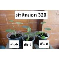 ราคา บอนสี ม้าสีหมอก เบบี้ บอนม้าสีหมอก ไม้หายาก ไม้สะสม (12948868596)