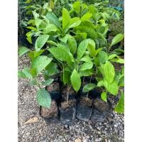 ราคา (1ต้น)มะไฟเหรียญทอง ต้นเสียบยอดมีรสชาติหวานอมเปรี้ยวที่อร่อย และเป็นเอกลักษณ์ความสูง 45-50 ซม. (23959552883)