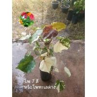 ราคา ต้นโพธิ์ทะเลด่าง หรือโพธิ์ 7 สี ” พันธุ์ไม้ที่สามารถนำมาปลูกตามบริเวณริมทะเลได้ ไม้ประดับ ไม้มงคล ไม้สวยงาม (18148900347)