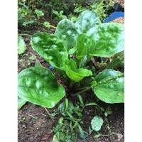 ราคา หญ้าเอ็นยืด ผักกาดน้ำ ในกระถาง 4 นิ้ว (41206780515)