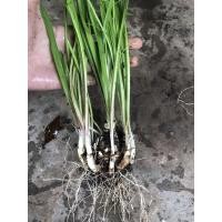 ราคา ต้นพันธุ์ซ่อนกลิ่นโบราณ หอมไกลในอดีต ที่ใครๆก็ตามหาอยู่นี่แล้วจ้า ในคลังมีแค่ 50ต้นจ้า (9466524760)