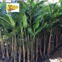 ราคา ต้นกระวานจันทบุรี, กระวาน ,ต้นกระวาน (1689840631)