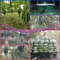 ราคา เมล็ดพันธุ์มะละกอแขกนวลดำเนิน(ต้นเตี้ย)(คัดขนาดเมล็ดพันธุ์) (25868215733)