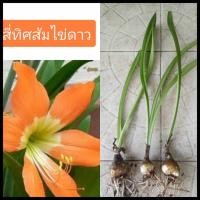 ราคา ว่านสี่ทิศ สี่ทิศส้มไข่ดาว5ต้น ไม้มงคล ไม้หัว ว่านสี่ทิศส้มไข่ดาว (9602326876)
