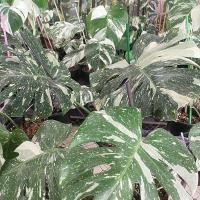 ราคา มอนสเตอร่าไทคอน มอนสเตอร่าด่าง Monstera thaiconstellation (22448303474)