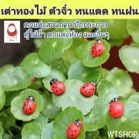 ราคา เต่าทองจิ๋ว น่ารัก เต่าทองไม้ แมลงเต่าทอง ตกแต่งสวน แต่งบ้าน ทนแดดทนฝน (เซ็ตสุ่มสี10ตัว) (27162381054)