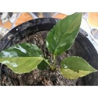 ราคา ไม้มงคลกวักพระพรหมป่าพังงาใบฮาร์ฟ (10957157106)