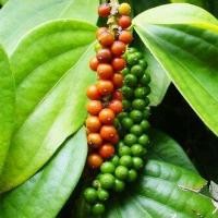 ราคา พริกไทยถูกที่สุด 10บ.เมล็ดพันธุ์พริกไทย 20 เมล็ดปลูกครั้งเดียวอยู่ได้เกิน 10 ปี☘️พุ่มใหญ่เผ็ดร้อน (20988373580)