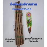 ราคา กิ่งพันธุ์หม่อนอิสราเอล,หม่อนทานผล(กิ่งสด,ตัดแล้วส่งทันที) (19063201290)