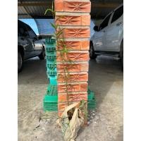 ราคา ต้นลำพู ภาพถ่ายจากต้นจริงที่จะขาย สูง 80 เซนติเมตรนิดๆจากแม่กลอง จังหสัดสมุทรสงคราม (41166707251)