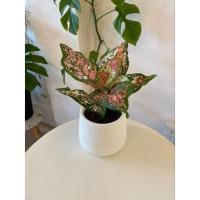 ราคา aglaonema tricolor ด่างสามสี (19362948604)