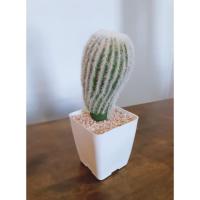 ราคา กระบองเพชรปลอม กระบองทอง พร้อมกระถางขนาด3.5นิ้ว (6837877555)